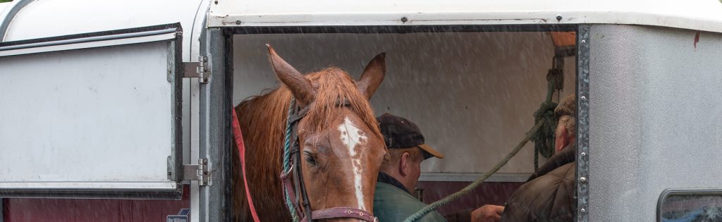 Horses in horse box trailer