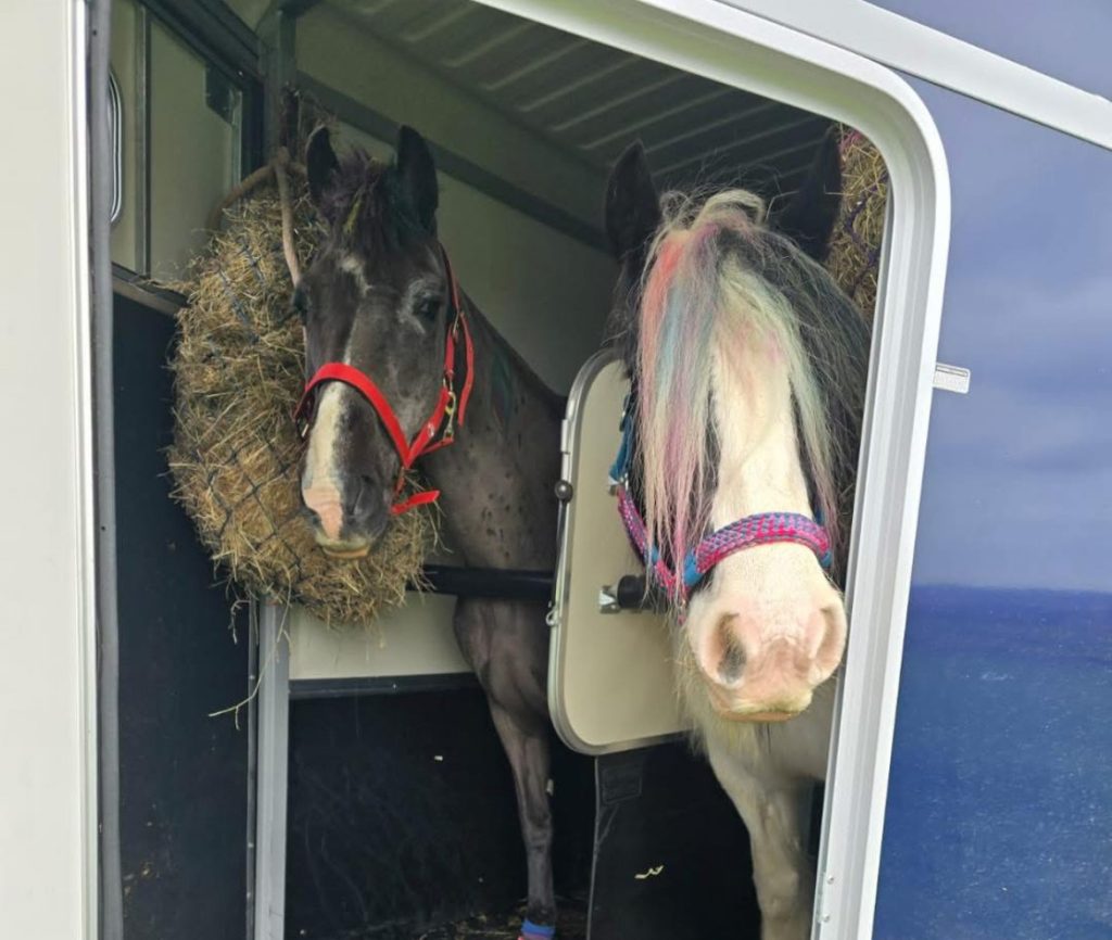 horses in trailer